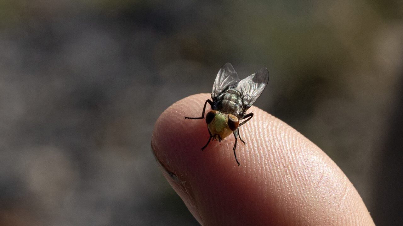 A sterile screwworm fly used in the Texas response operation
